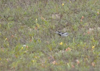 White Wagtail(leucopsis) Mishima Island Tue, 4/30/2024