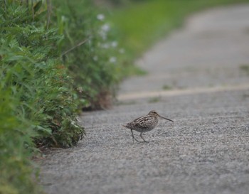 Swinhoe's Snipe Mishima Island Tue, 4/30/2024