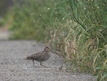 Swinhoe's Snipe Mishima Island Tue, 4/30/2024