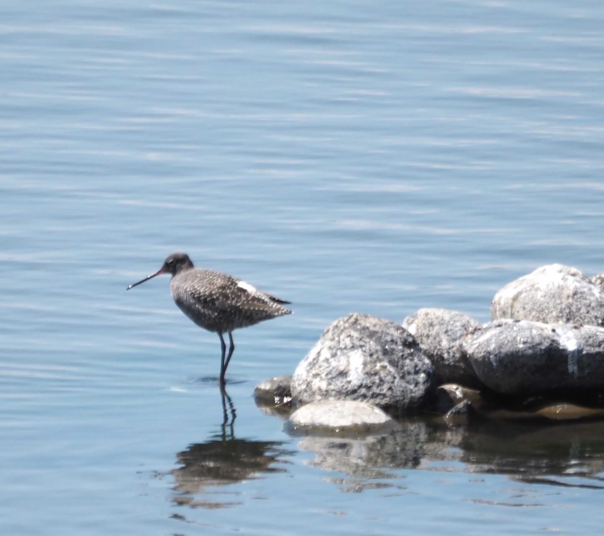 Photo of Spotted Redshank at Gonushi Coast by マル