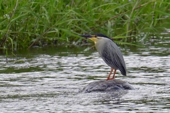 Striated Heron 入間川(広瀬橋付近) Thu, 5/2/2024