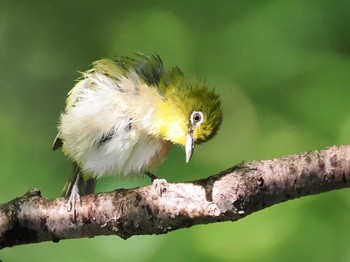 Warbling White-eye 権現山(弘法山公園) Sat, 5/4/2024