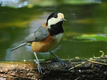 Varied Tit 権現山(弘法山公園) Sat, 5/4/2024