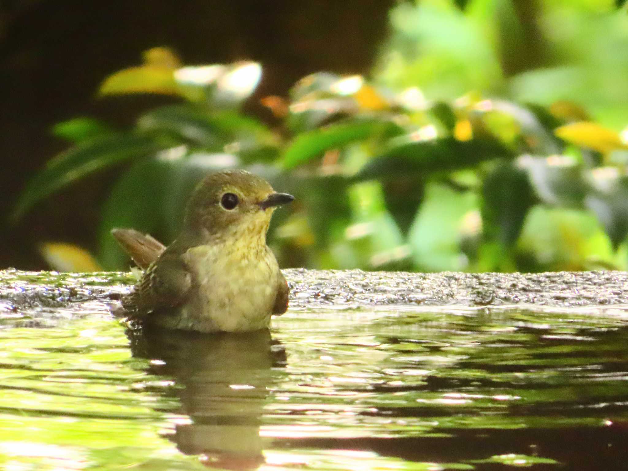 Narcissus Flycatcher