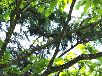 Blue-and-white Flycatcher 八王子市 Sun, 4/28/2024