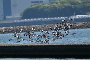 Eurasian Oystercatcher 船橋三番瀬公園 Sat, 5/4/2024