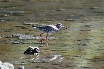 Sat, 5/4/2024 Birding report at Kasai Rinkai Park