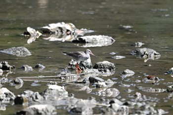 アカアシシギ 葛西臨海公園 2024年5月4日(土)