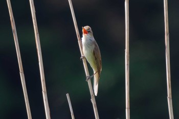 Oriental Reed Warbler Akigase Park Sat, 5/4/2024
