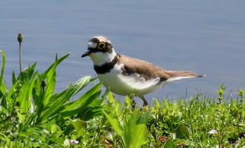 Sat, 5/4/2024 Birding report at Musashino-no-mori Park