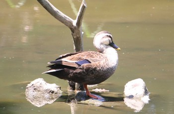 Eastern Spot-billed Duck Kasai Rinkai Park Sat, 5/4/2024