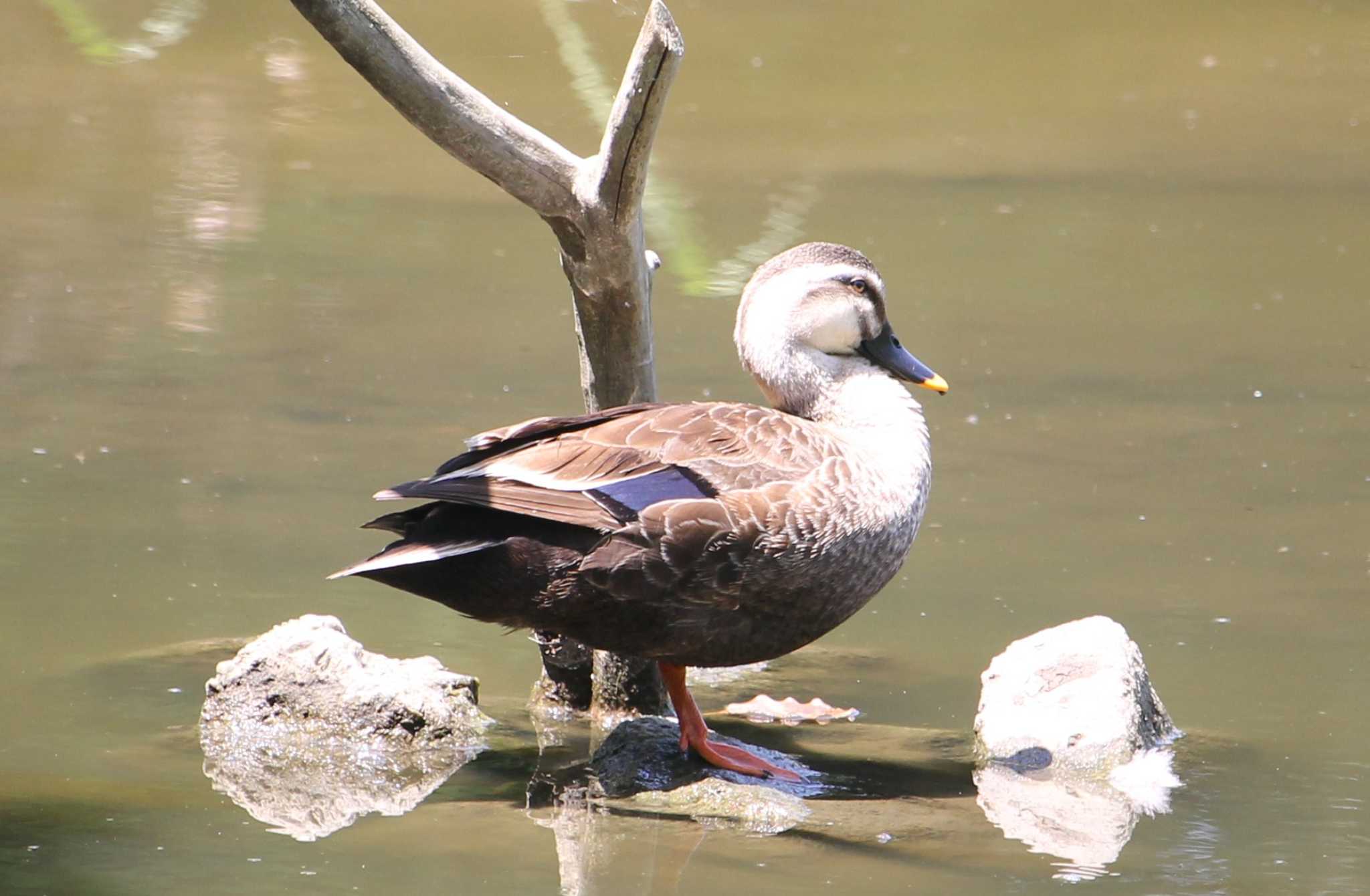 Photo of Eastern Spot-billed Duck at Kasai Rinkai Park by Kei