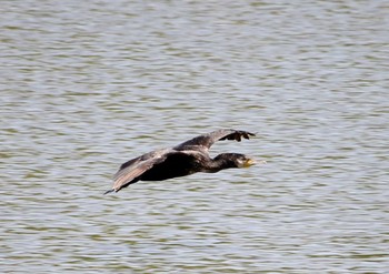 カワウ 葛西臨海公園 2024年5月4日(土)