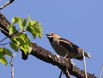 Hawfinch 大阪府民の森むろいけ園地 Sat, 5/4/2024