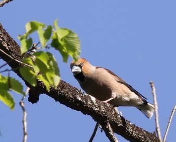 Hawfinch 大阪府民の森むろいけ園地 Sat, 5/4/2024