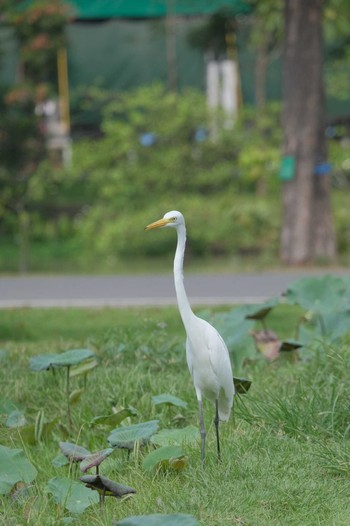 Medium Egret Wachirabenchathat Park(Suan Rot Fai) Fri, 5/3/2024