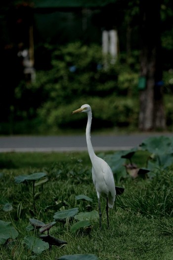 チュウサギ Wachirabenchathat Park(Suan Rot Fai) 2024年5月3日(金)