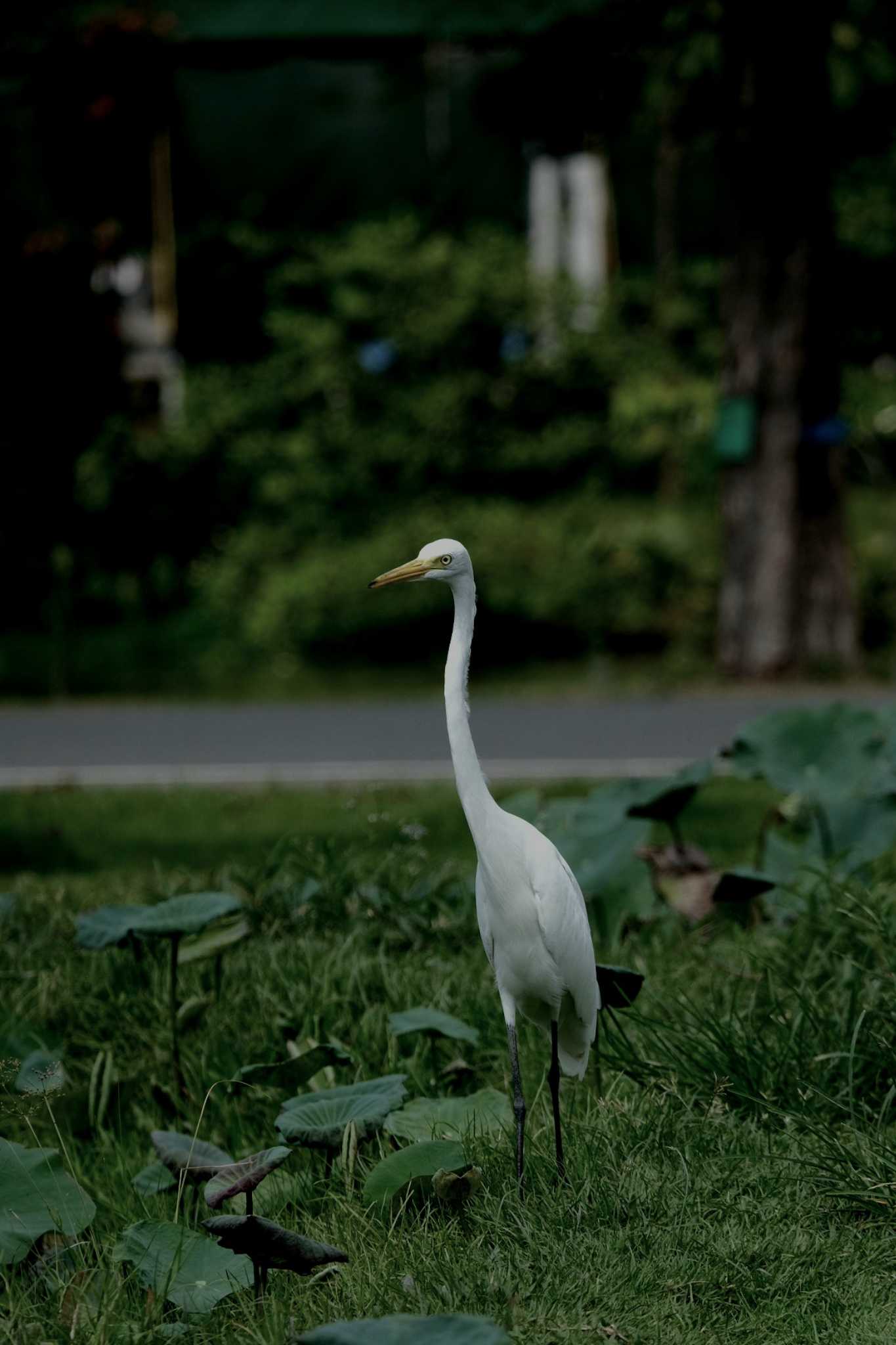 Medium Egret