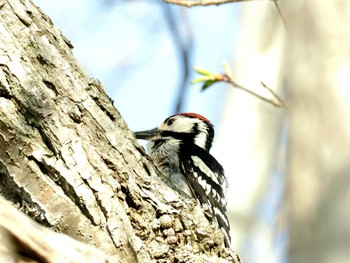 White-backed Woodpecker Nishioka Park Sat, 5/4/2024