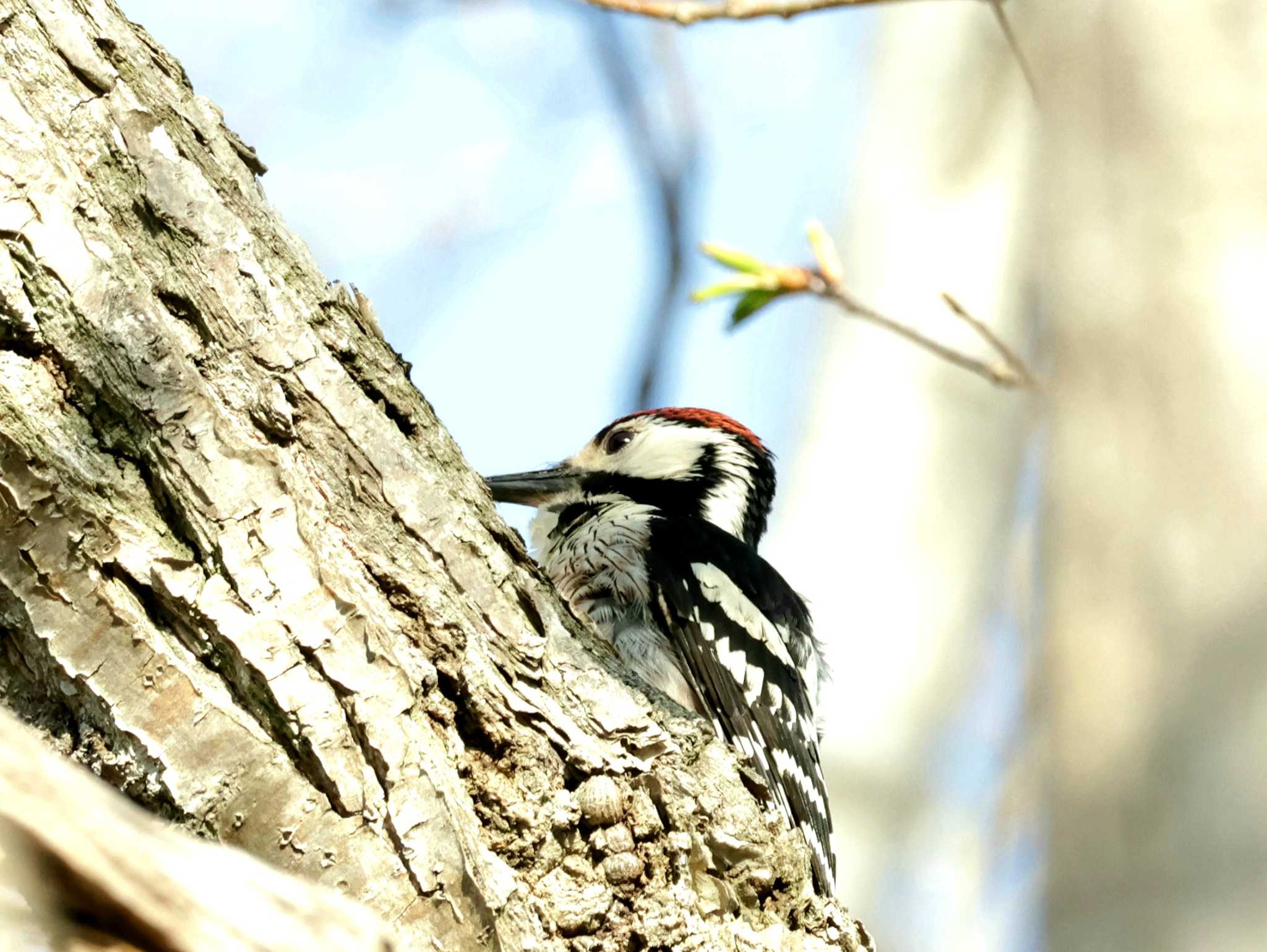 Photo of White-backed Woodpecker at Nishioka Park by しろくま