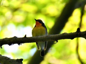 Narcissus Flycatcher 横浜市 Sat, 5/4/2024