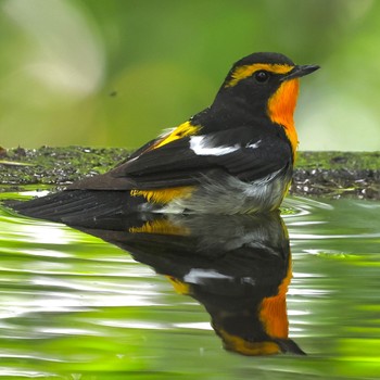 Narcissus Flycatcher 権現山(弘法山公園) Thu, 5/2/2024