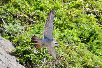 Peregrine Falcon 神奈川県 Sat, 5/4/2024