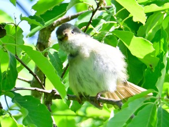 Japanese Bush Warbler 大和民俗公園 Sat, 5/4/2024