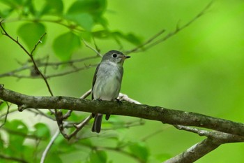 Asian Brown Flycatcher 栃木県民の森 Sat, 5/4/2024