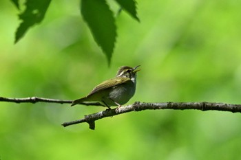 Eastern Crowned Warbler 栃木県民の森 Sat, 5/4/2024