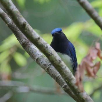 Blue-and-white Flycatcher 裏高尾 Sat, 4/27/2024