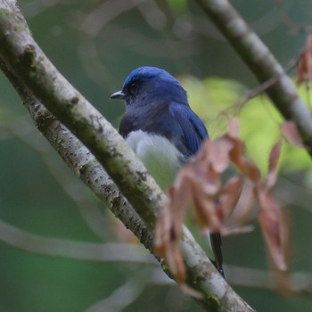 Blue-and-white Flycatcher 裏高尾 Sat, 4/27/2024