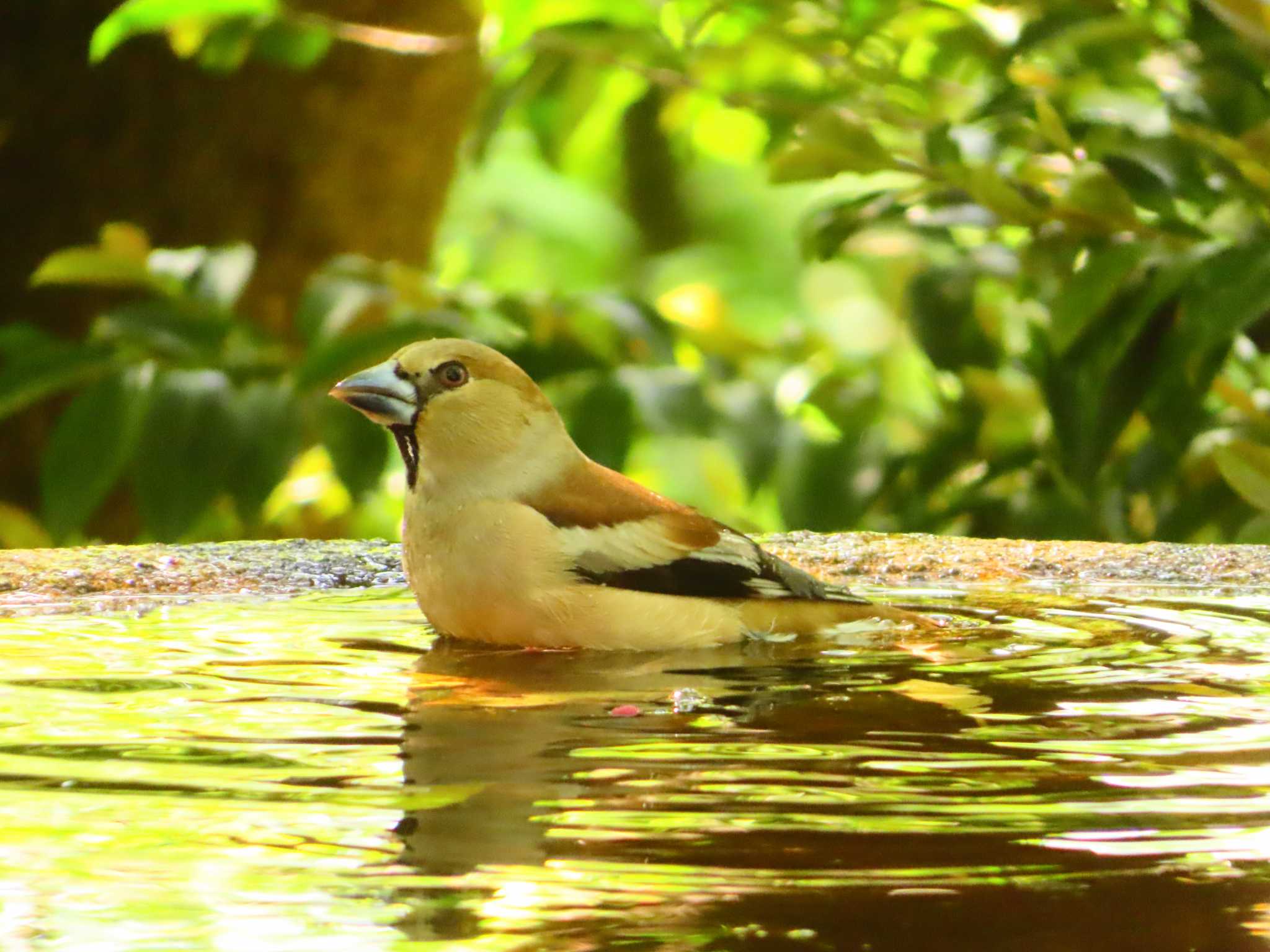 Hawfinch