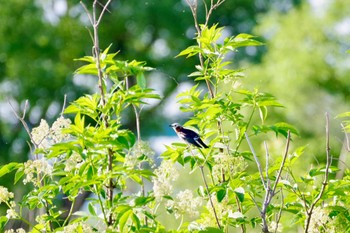 Chestnut-cheeked Starling 阿賀野川河川敷公園 Thu, 5/2/2024