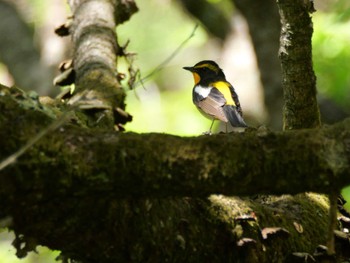 Narcissus Flycatcher 秩父 Fri, 4/26/2024