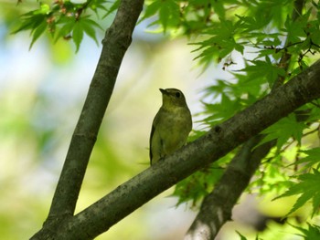 Narcissus Flycatcher 秩父 Fri, 4/26/2024