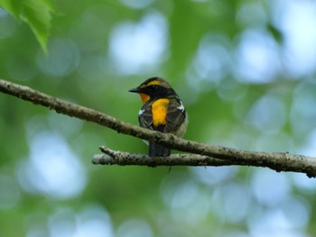 Narcissus Flycatcher 秩父 Thu, 4/25/2024