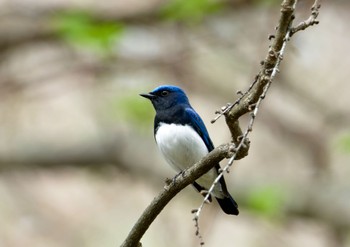 Blue-and-white Flycatcher Karuizawa wild bird forest Mon, 4/29/2024