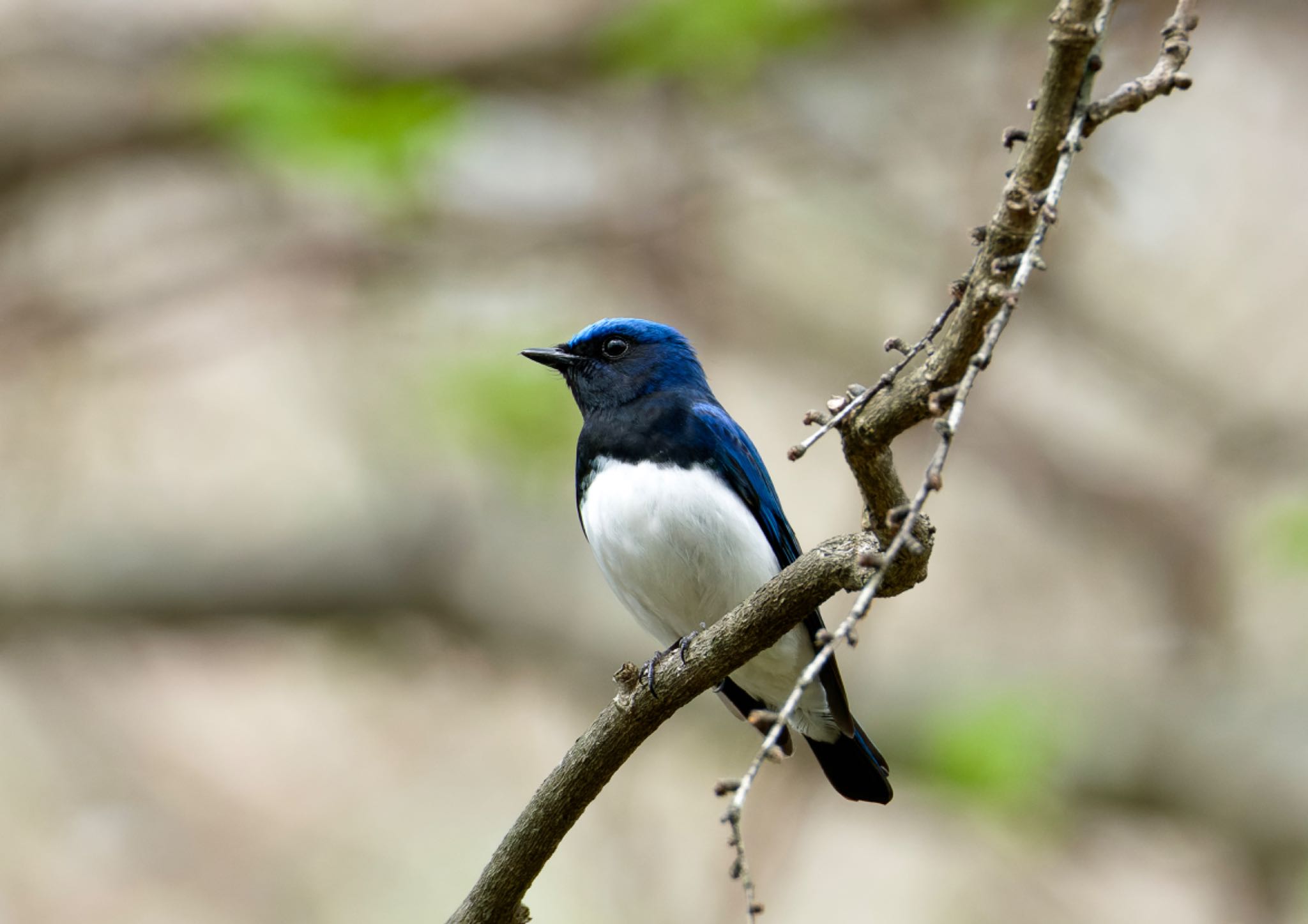 軽井沢野鳥の森 オオルリの写真 by TK