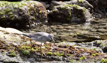 キアシシギ 御前崎海岸 2024年5月2日(木)