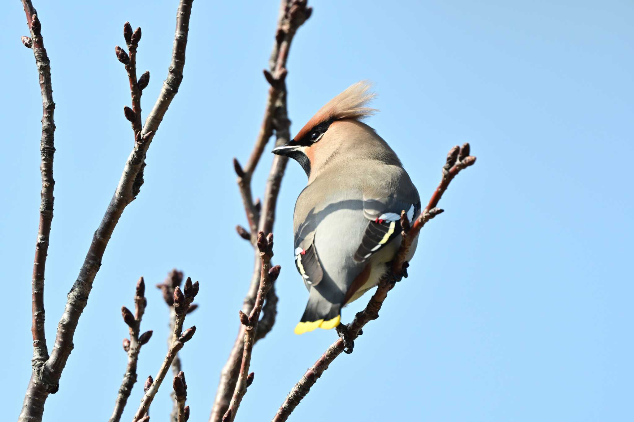 Photo of Bohemian Waxwing at 川崎市 by がぶたん