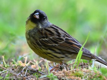 Masked Bunting 大和民俗公園 Sat, 5/4/2024