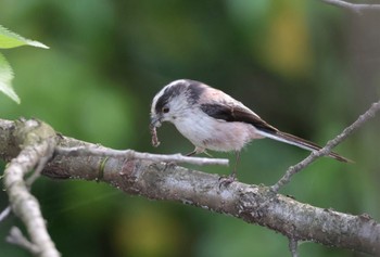 Long-tailed Tit 近所 Fri, 4/19/2024