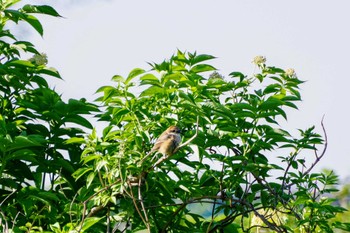 Bull-headed Shrike 阿賀野川河川敷公園 Thu, 5/2/2024