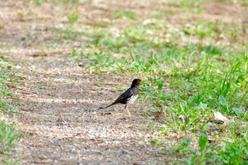 Japanese Thrush 高立山 Sun, 4/28/2024