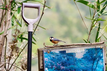 Varied Tit 護摩堂山 Sat, 4/20/2024