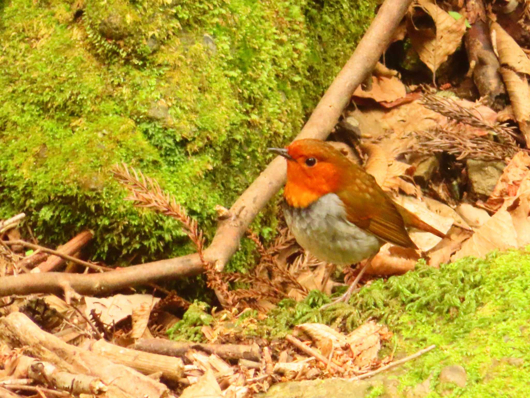 Photo of Japanese Robin at 日向渓谷 by ゆ