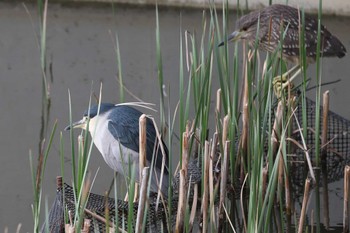 Black-crowned Night Heron 夙川河川敷緑地(夙川公園) Sat, 4/6/2024