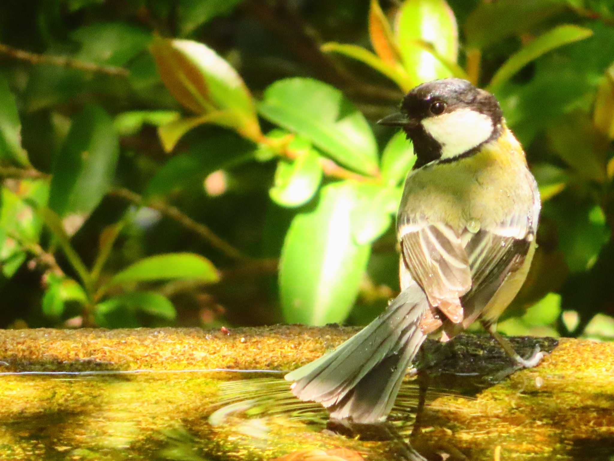 Photo of Japanese Tit at 権現山(弘法山公園) by ゆ