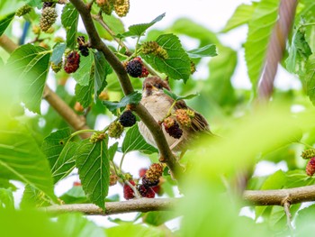 Eurasian Tree Sparrow 江津湖 Sun, 5/5/2024